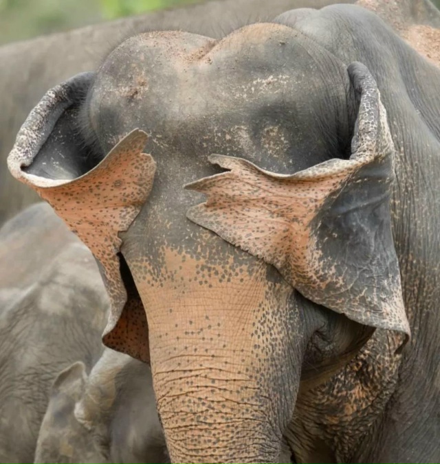 Показали финалистов фотоконкурса Nikon Comedy Wildlife Awards 2025 —...