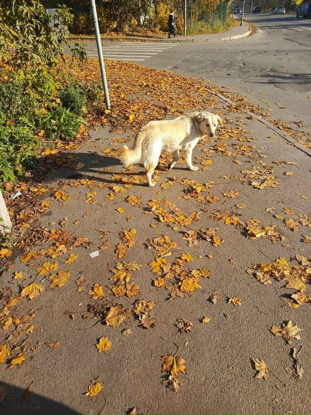 Здравствуйте. Сейчас 30.10.25 идёт отлов данной собаки, чт?...