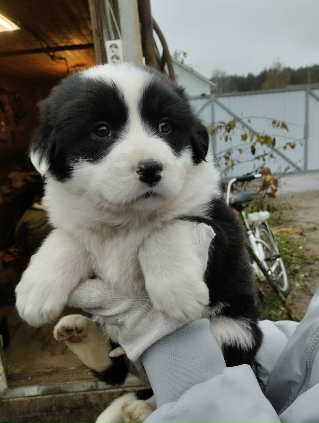 Ищем дом и добрые руки для щенков.🐕🐩🐶🐾
+7920679-34-78 Вик?...