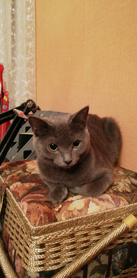 Мышка 1 год