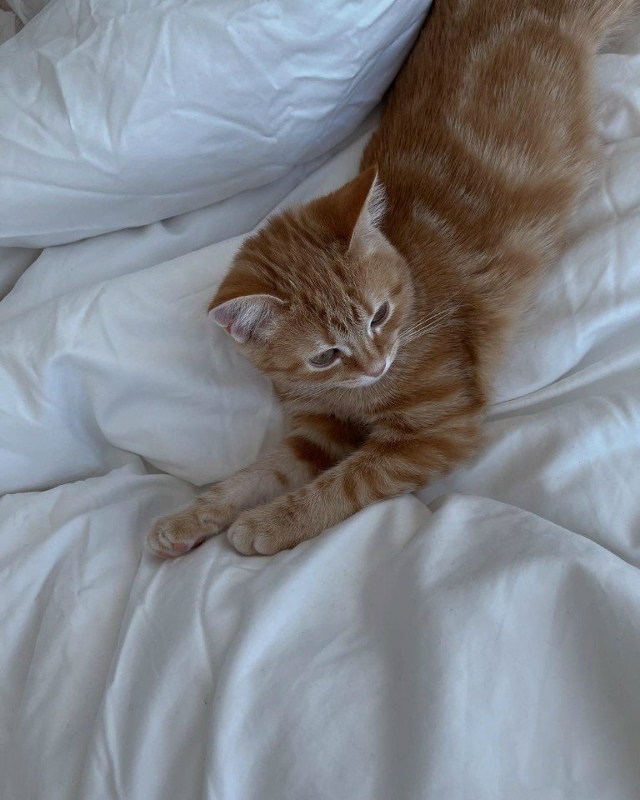 Котики - это маленькая любовь..