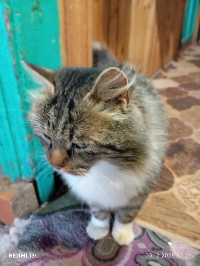 В деревне Погорелое появился котик, может кто то узнае?...