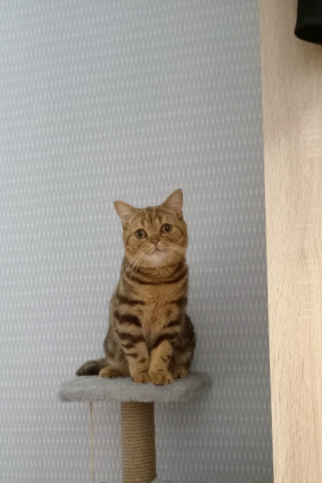 Ищем этому красавчику девочку для случки )