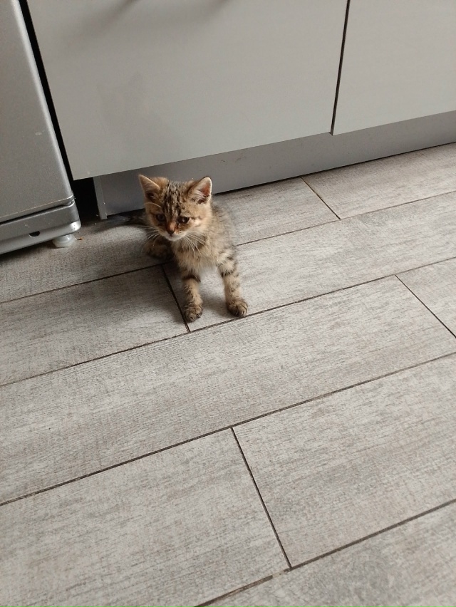 Отдам в добрые руки