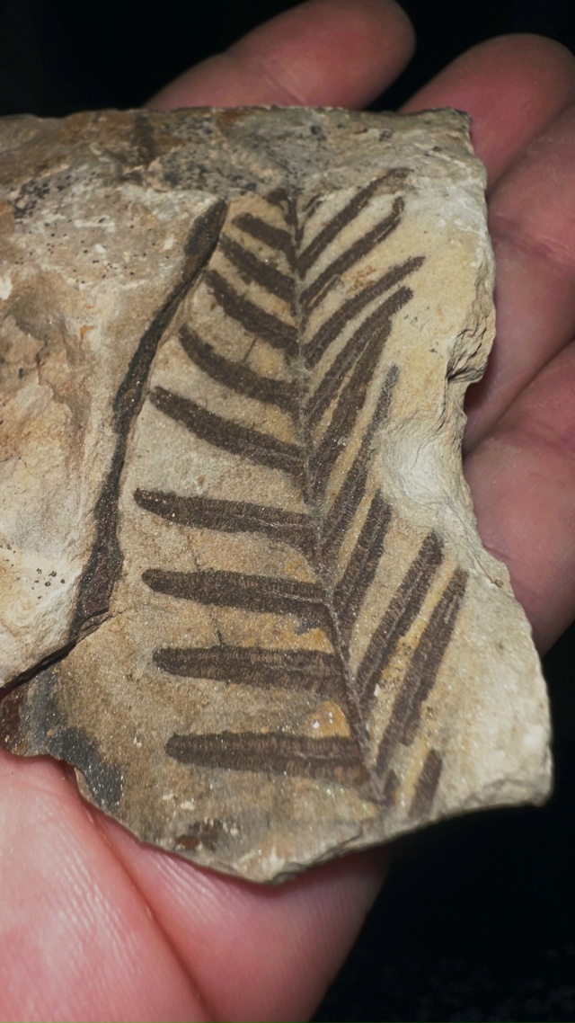 Передам за шоколадку школьному музею города (не района...