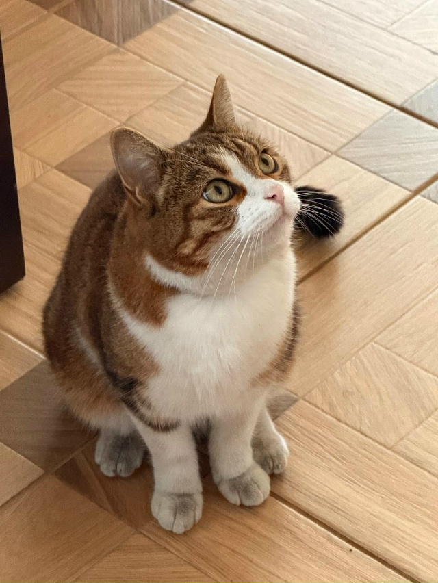 2 августа пропал утром наш кот с улицы Садовой (Корчмин?...
