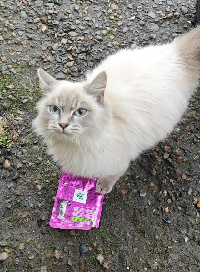 г. Заозерный . Пристраиваются чудесные котятки чудесно...