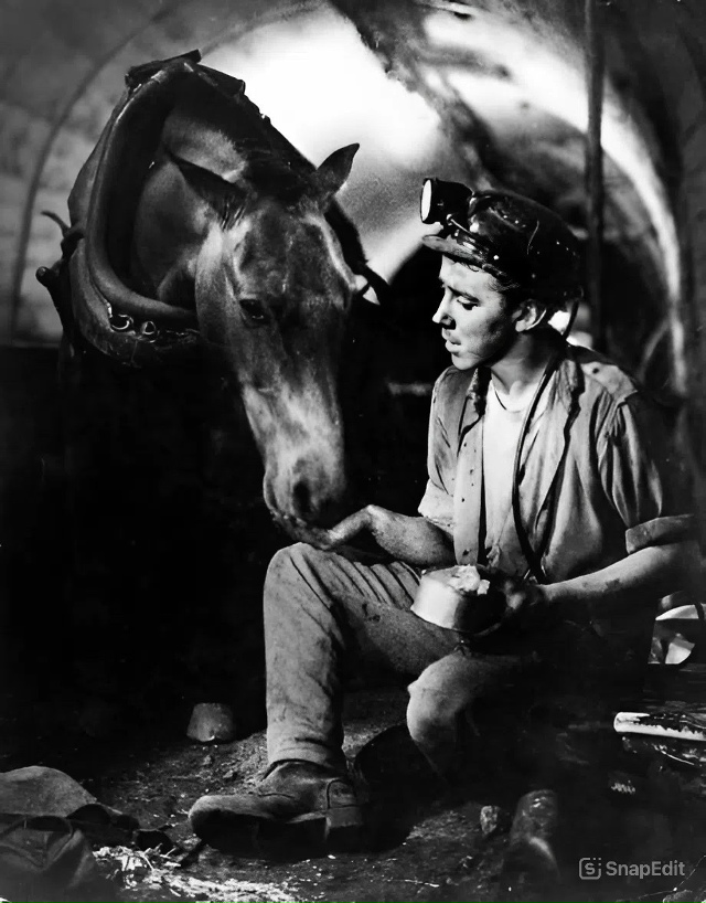 Шахтные лошади никогда не знали света.
Им не довелось ?...