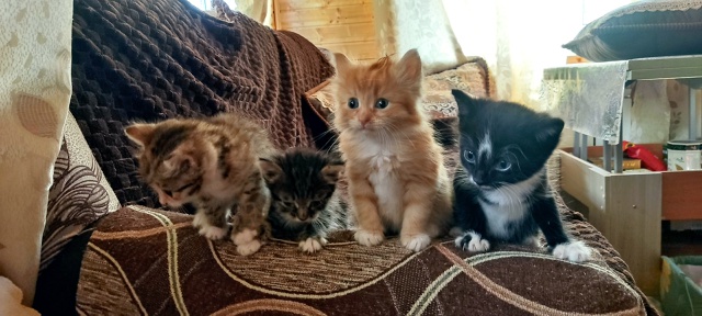 Котятки только в добрые ручки🙂🙂🙂рыженький и черный...