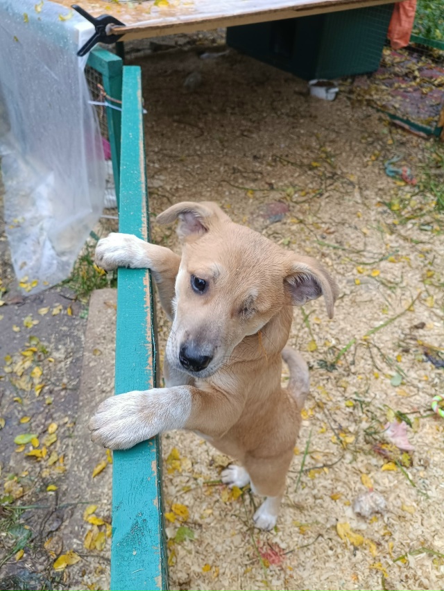 Щенки в добрые руки. Девочки стерилизованы!!!
Девочки н...