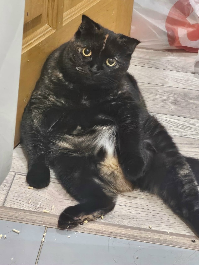 Красивая.Знающая себе цену как подобает британцам.Нез?...