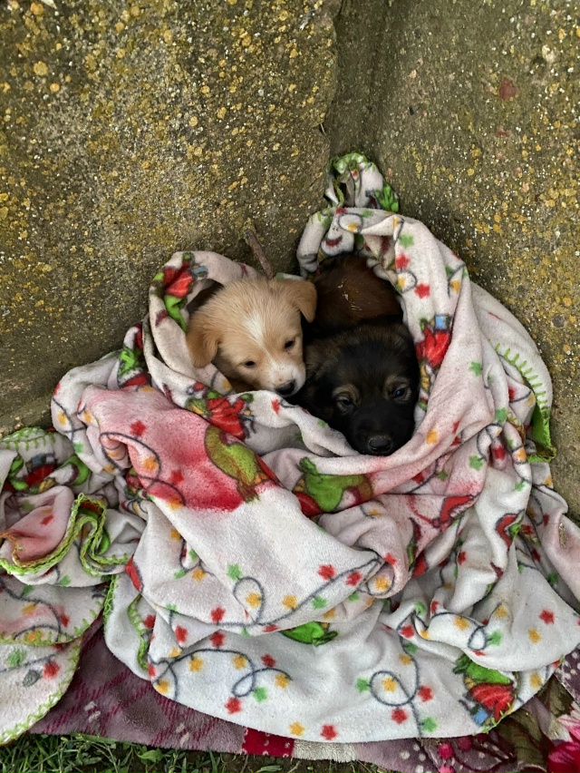 Здравствуйте 🤝 может кто сможет помочь кутькам (
Они т...