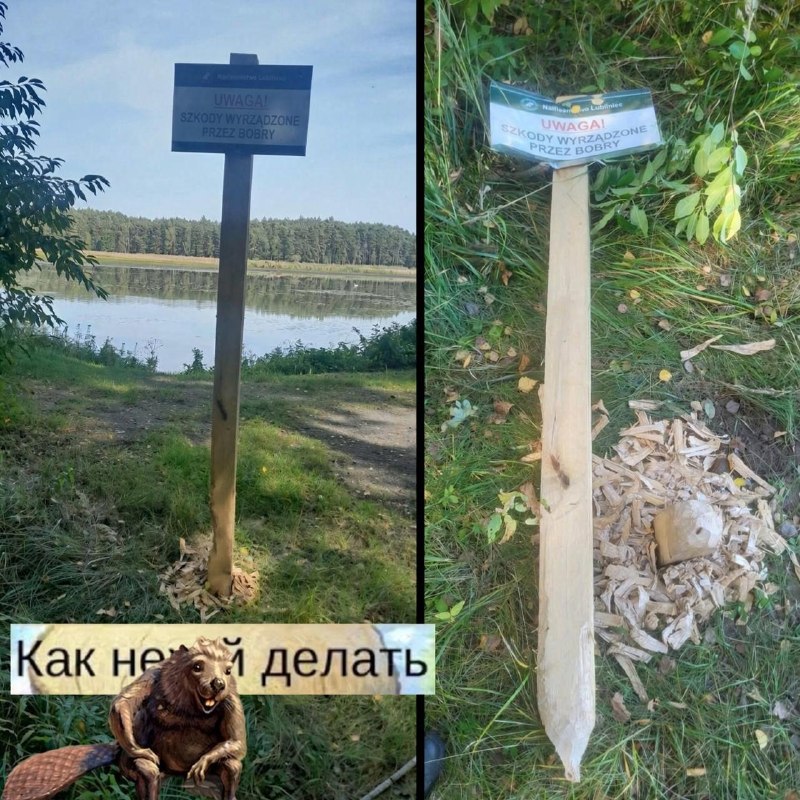 В Польше бобры сгрызли табличку, которая предупреждала о бобрах.
Bobr kurwa