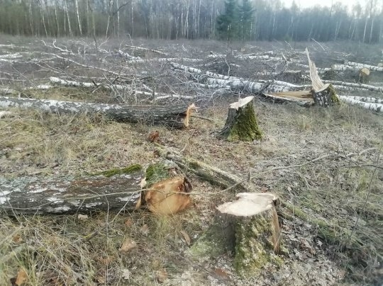 🌲 В д. Какузево Раменского округа вырубают 14 га леса —...