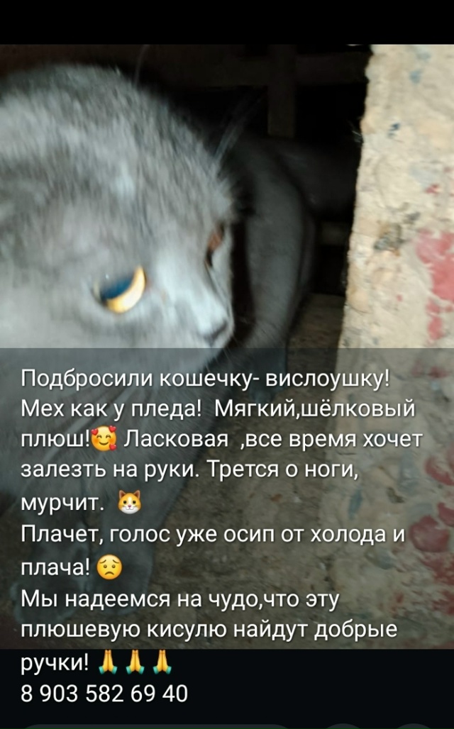 Москва, Можайск. 🆘 Выгнали из дома вислоушку в плюшево...