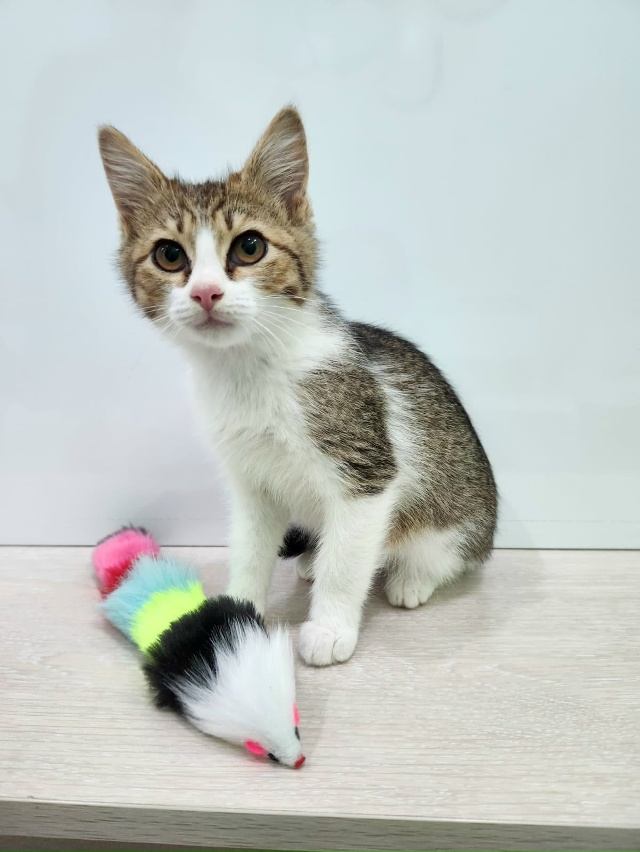 Волгореченск!! Вот такого малыша подобрали с улицы. Воз...