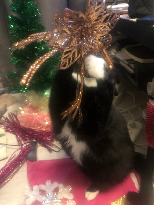 Коко Шанель: - Мяу!! Не позволю Елку убирать!!!😹