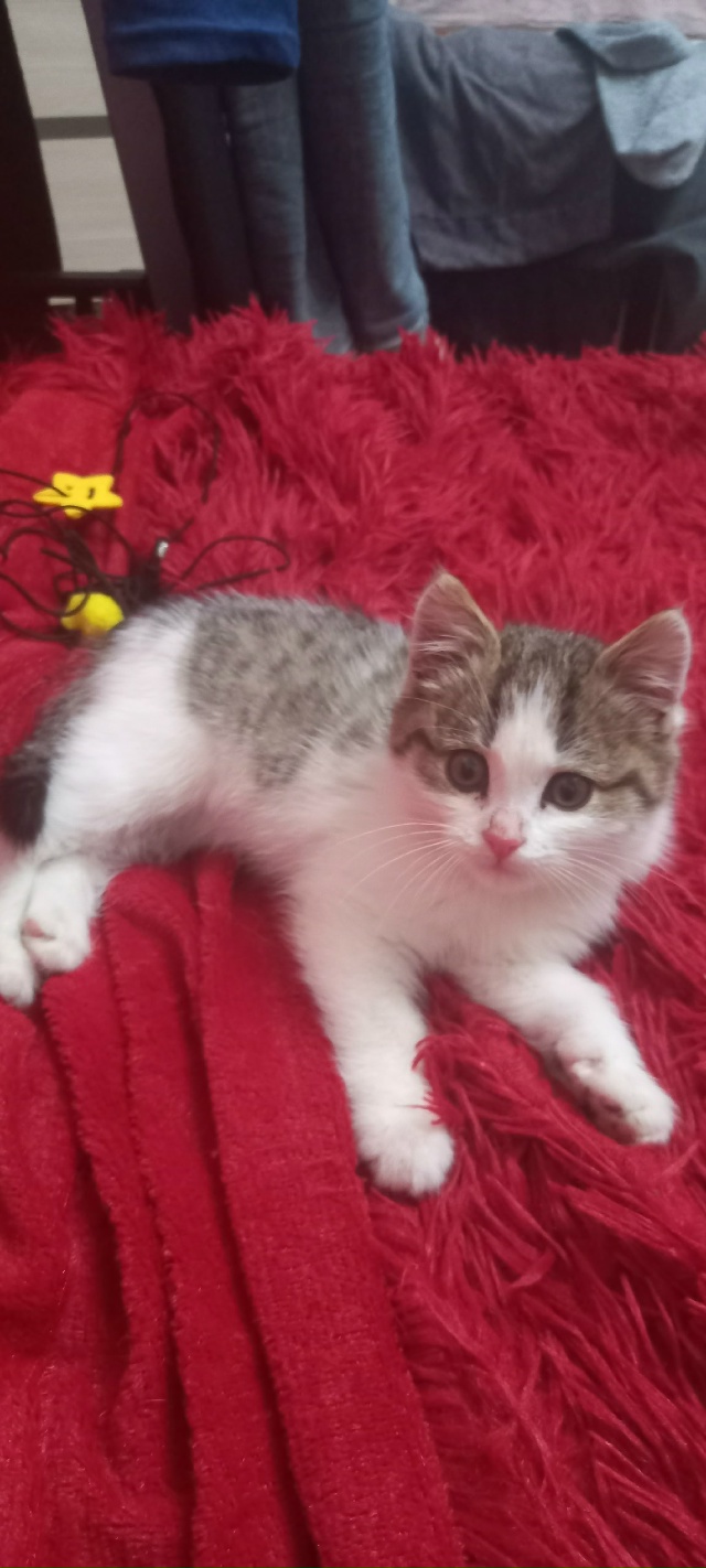 Нашли котёнка на улице, примерно 2 месяца, девочка.
Хозя...