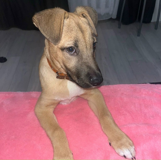 ПОТЕРЯЛАСЬ СОБАКА В РАЙОНЕ ГАСТЕЛЛО
Зовут «Арчи»
есл?...