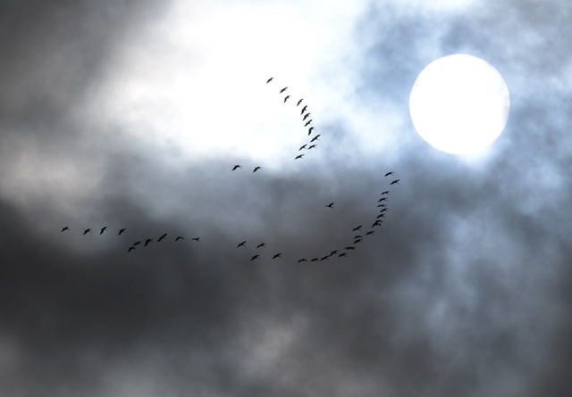 Вторая декада октября - время журавлиного отлета.
PH: И...