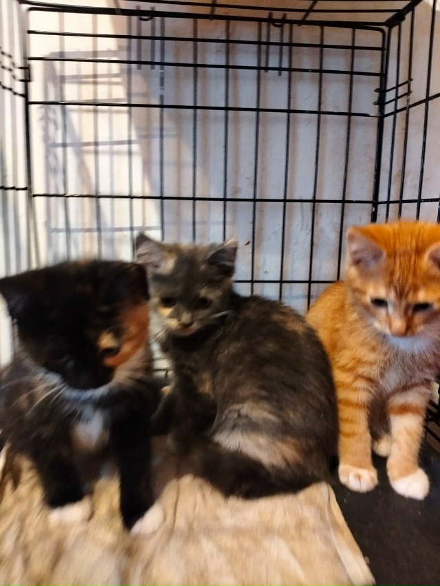 Лен., обл., г.Кировск
Ищем дом котятам, двум сестричкам и...