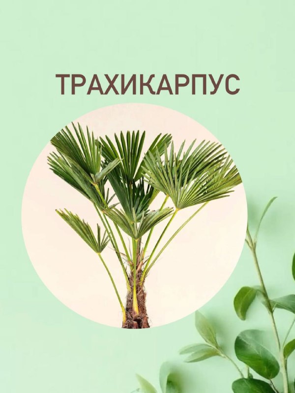 Дурман вонючий, тетрасперма, кровохлёбка
Эксперт по цветоводству сделала подборку растений, которым