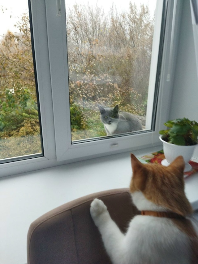 Привет, подруга, пошли гулять! 🐈