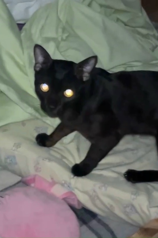 ПРОПАЛ КОТ
Ночью с 12 на 13 марта 2026 года выпрыгнул с балк...