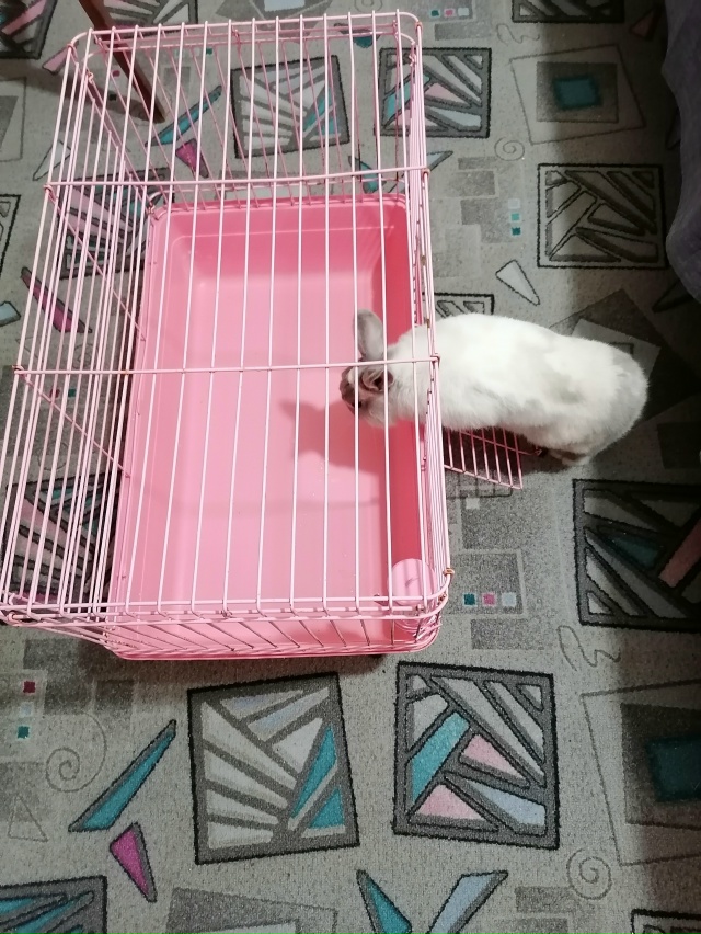 Спасибо большое Дарье за клетку для зайки 🤗❤️