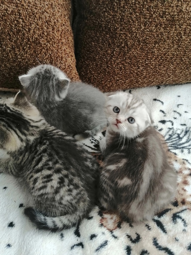 Шотландские котята,тел89108472335