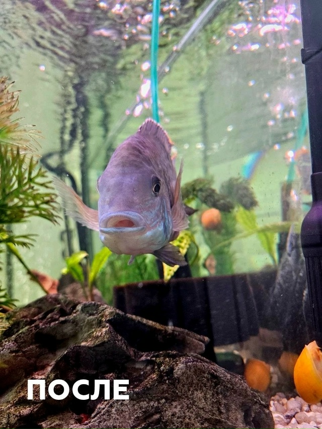 🐠 Российские ветеринары впервые сделали УЗИ рыбе
Спе...