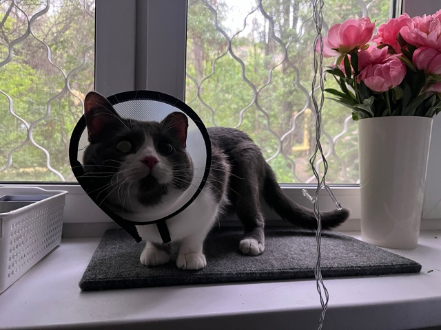 Мой поросеночек по кличке Сёмский