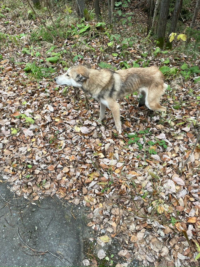 В лесу в районе пановки найдена лайка. Телефон для связ...