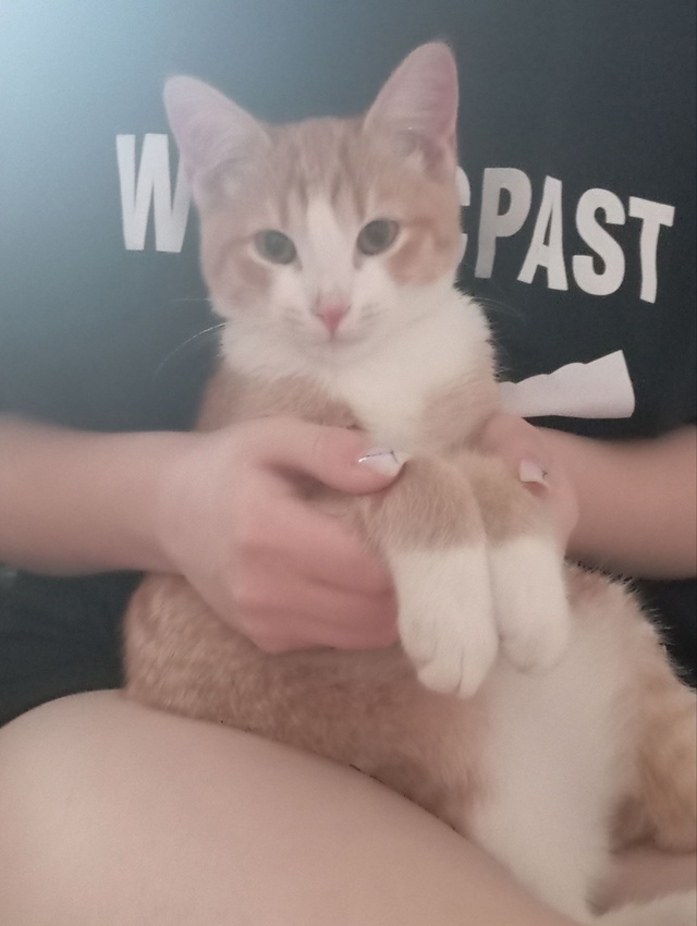 Здравствуйте!
Пропал кот, кличка Мелкий, ему семь мес...