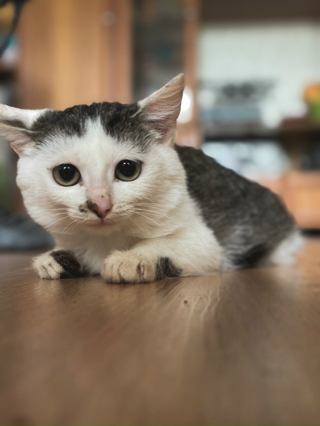 Отдадим котенка в добрые руки. Мальчик, возраст – 4 мес?...