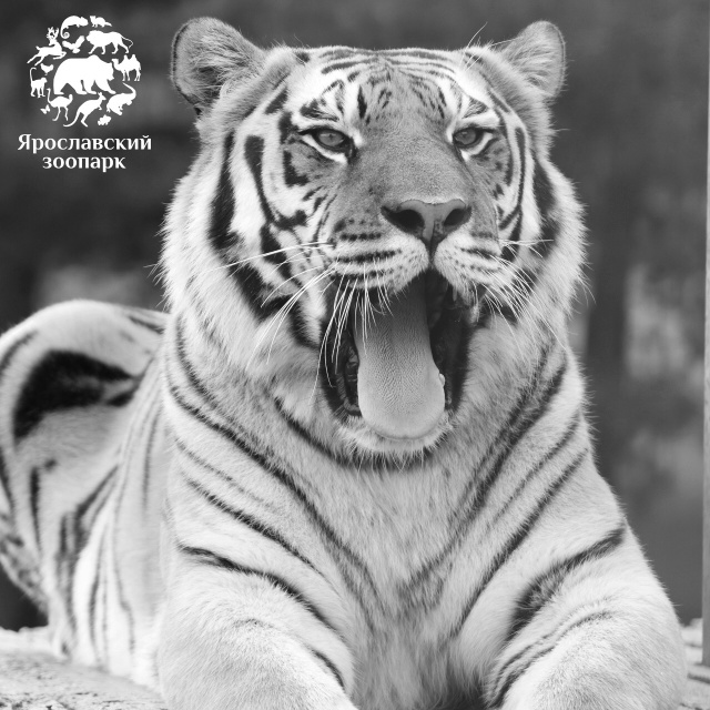 Грустная новость пришла из ярославского зоопарка. Уме?...