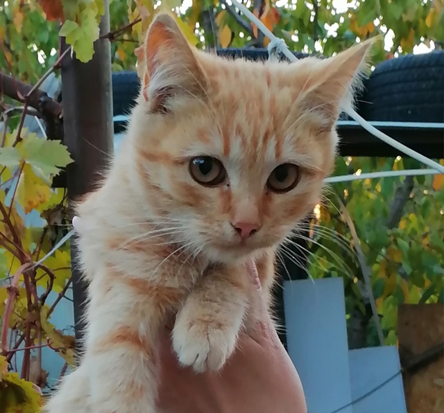 Здравствуйте. Потерялся котёнок рыжая девочка, в район...