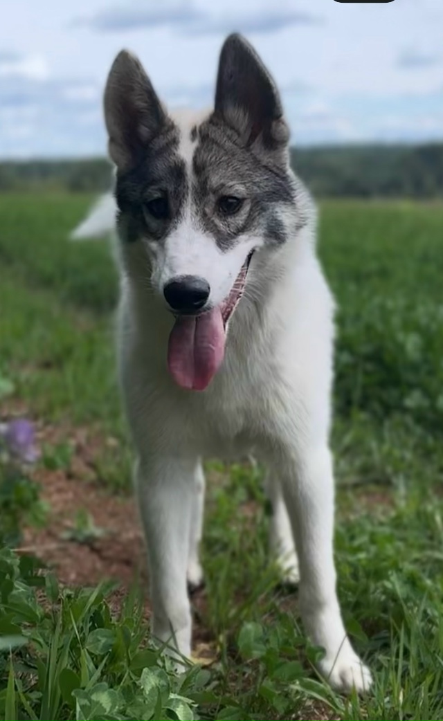 Потерялись собаки‼
В районе Андроновки (территориаль?...