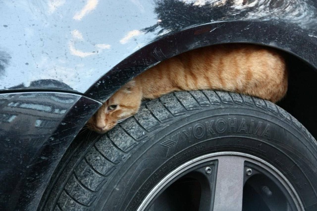 С наступлением холодов кошки ищут укрытие в автомобил?...