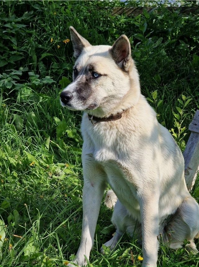 ? Пропала собака. Зовут Умка. Убежала из Раменья.
Отли?...