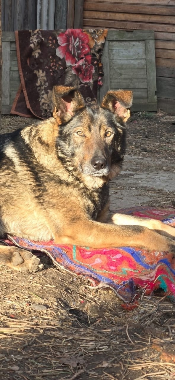 Ищем хороших хозяев для Рокки
Кобель.
Метис овчарки.
В?...