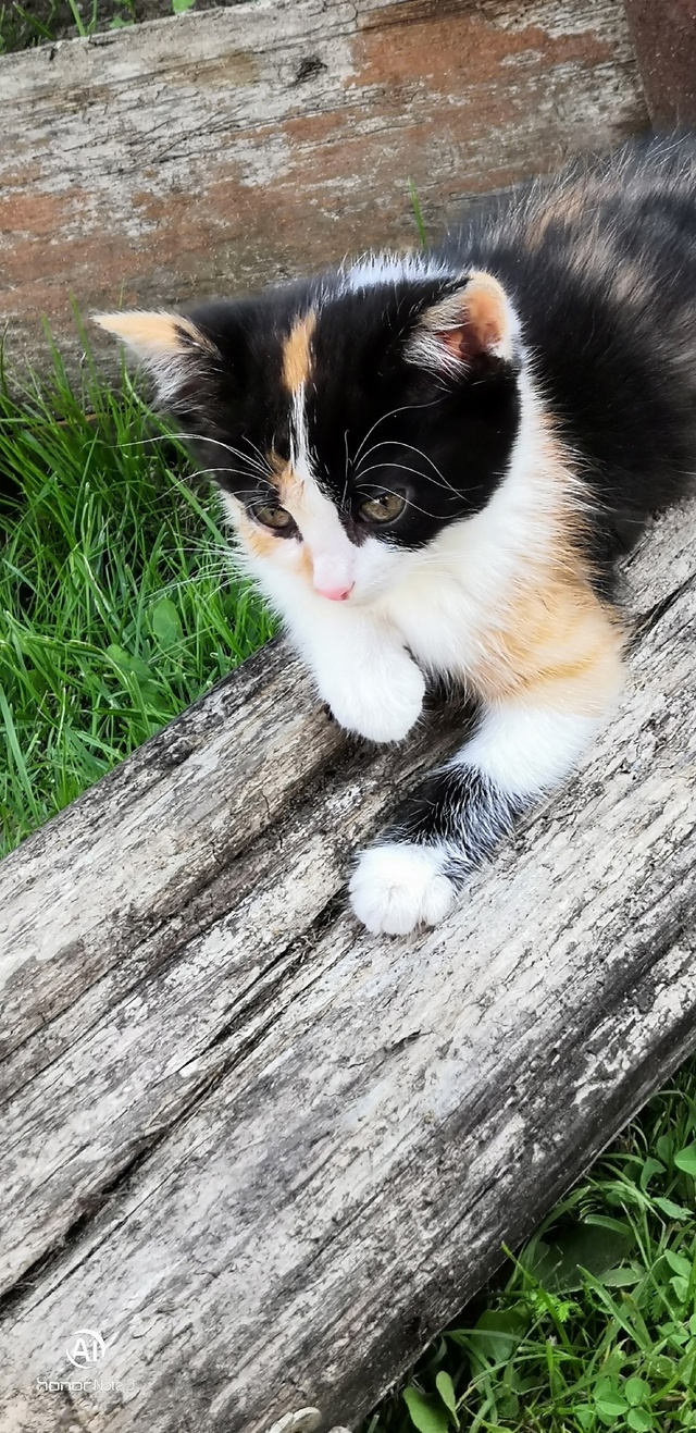 Кошечка ищет новый дом.Уже ловит мышей.
Возраст 2 месяц?...