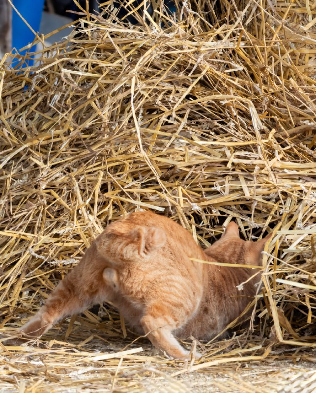 Фотограф из Японии Масаюки Оки уже давно снимает уличных котов в Токио, чтобы показать самые весёлые