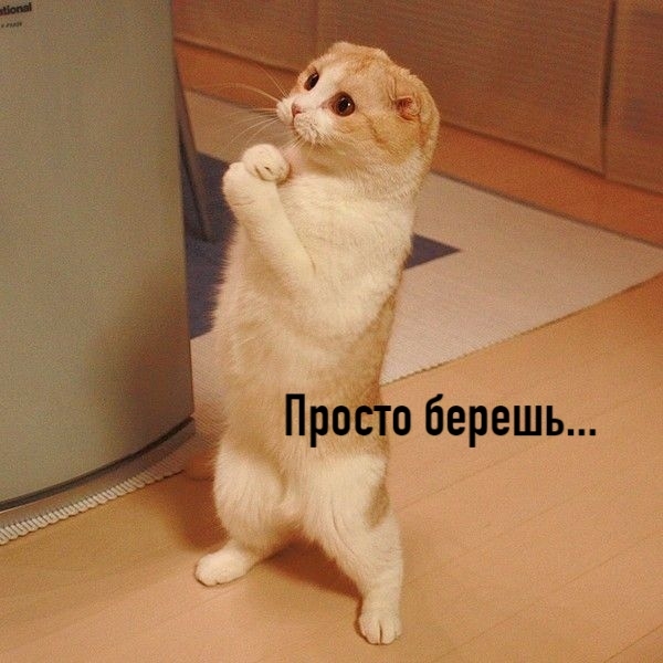 — Котики, скажите, как сделать мою жизнь лучше?
—