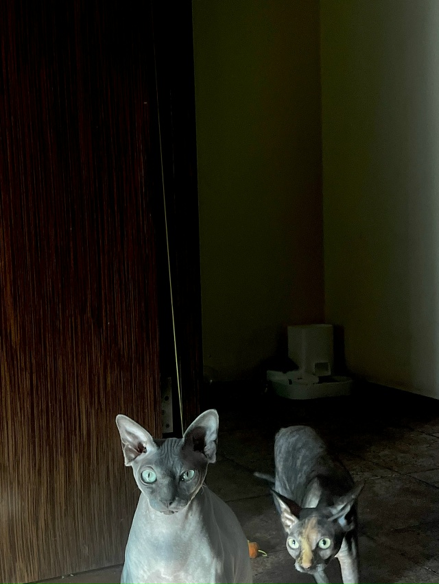 семейная всратость от Шейда и Мони