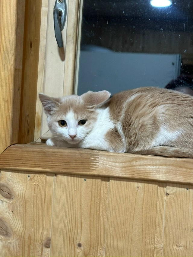 Кто-то сможет взять на 4 дня здоровых котят на передерж?...