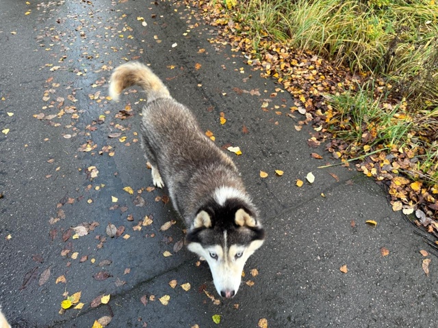 По деревне Константиново Рузского района Московской о...