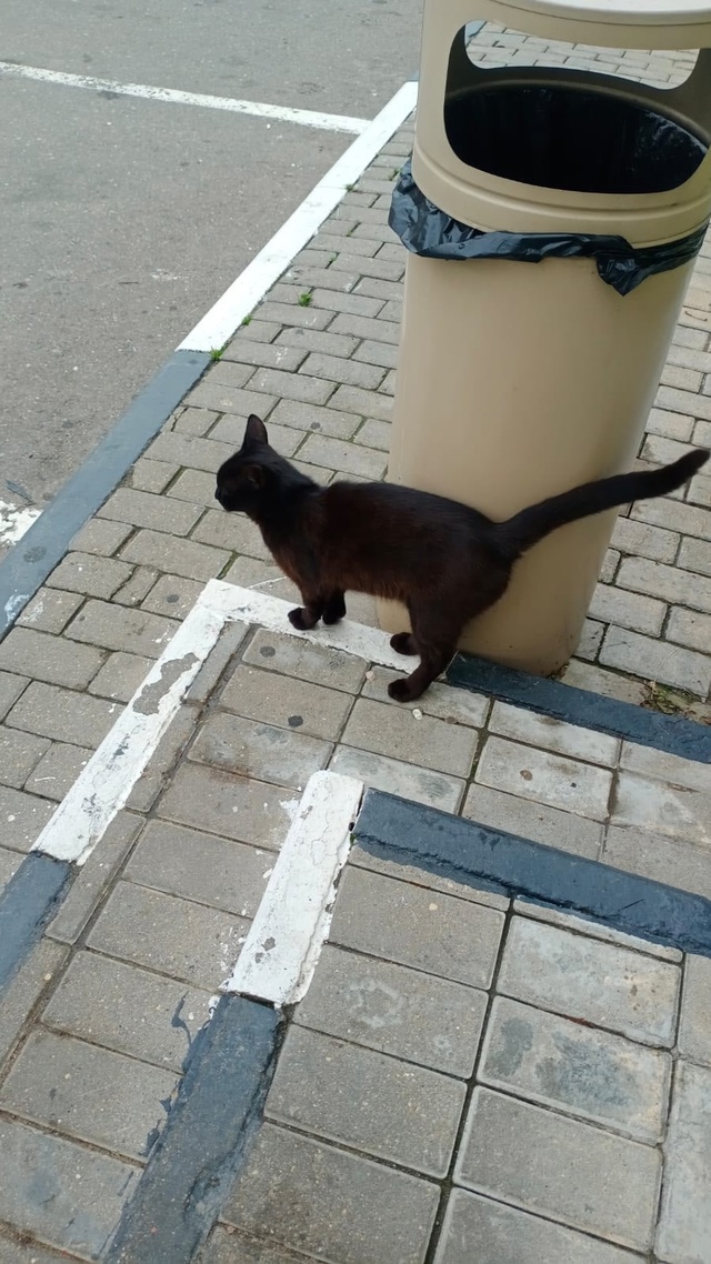 Доброе утро 🌞!
Пожалуйста 🙏 приглядитесь на котика ,?...