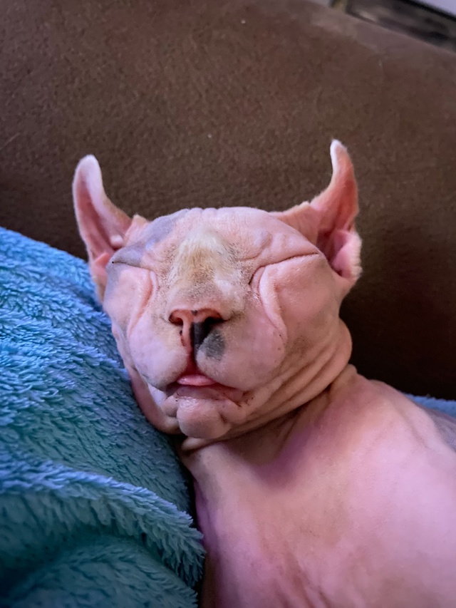 Джой, правда она не всратая, но очень милая!