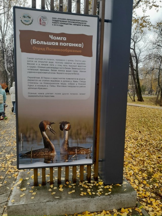 Это ж как надо было не любить несчастную птицу, чтобы н?...